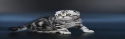 Scottish Fold cats for sale: LICENSED CATTERY, PURE BREED TOP QUALITY KITTENS - Advert 4