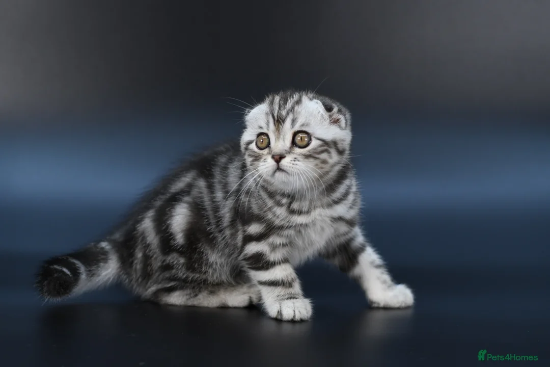 Scottish Fold cats for sale: LICENSED CATTERY, PURE BREED TOP QUALITY KITTENS - Advert 4