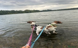 Jack Russell dogs for sale: Brother and sister Jack russels - Image 8