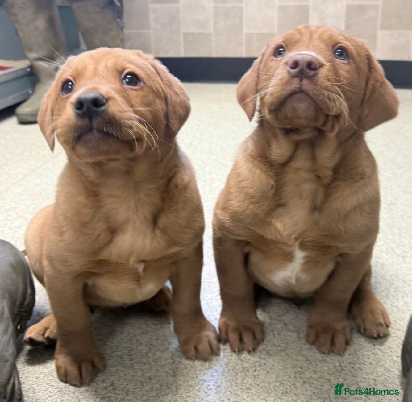 Cockerdor dogs Two beautiful Labrador x cocker spaniel puppies   - Advert 1