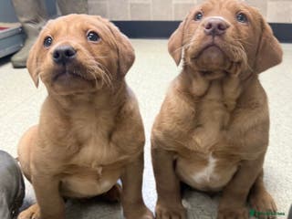 Cockerdor dogs Two beautiful Labrador x cocker spaniel puppies - Advert 14