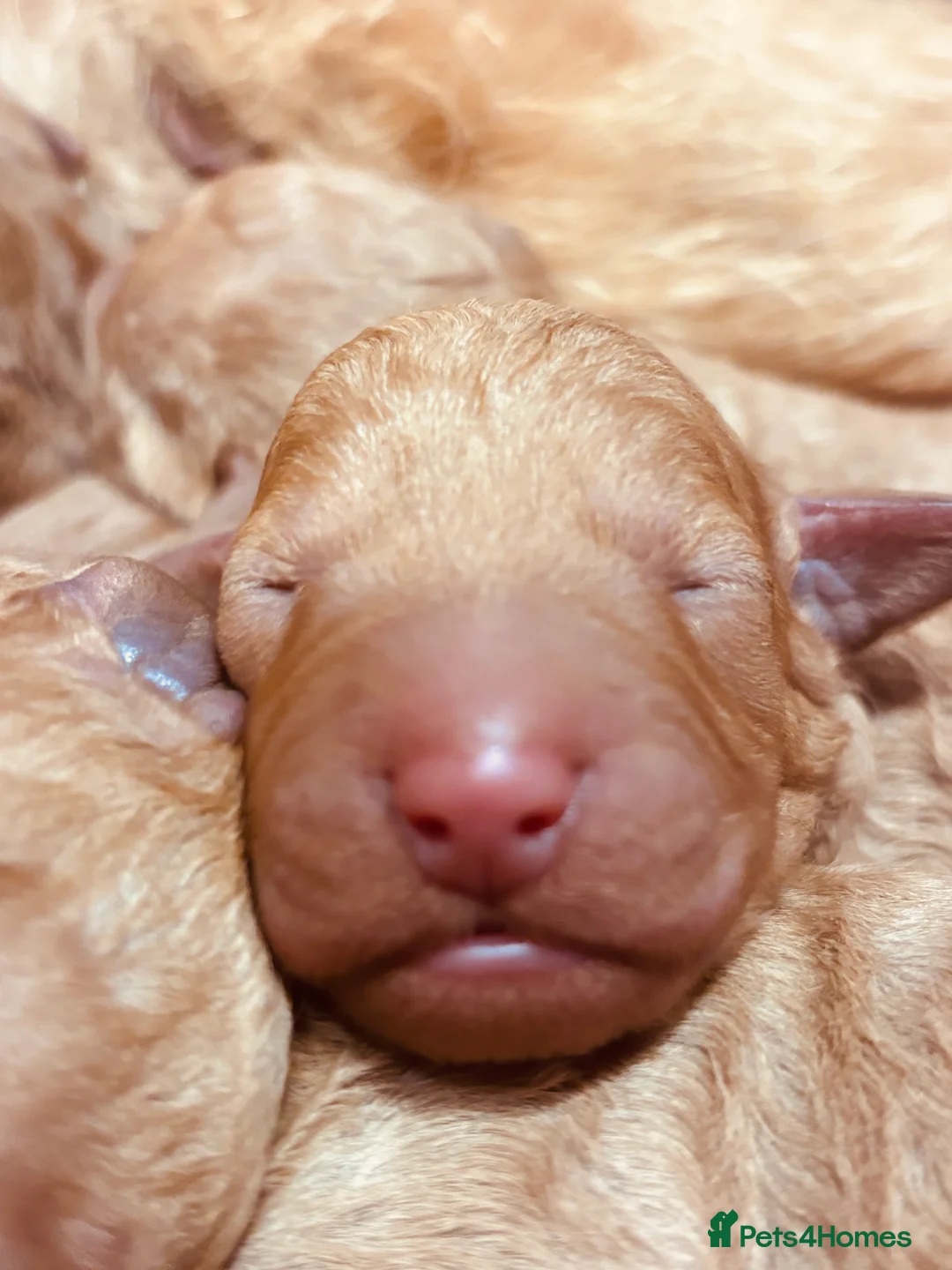 Labradoodle dogs for sale: Medium sized F1b Labradoodles  - Advert 5