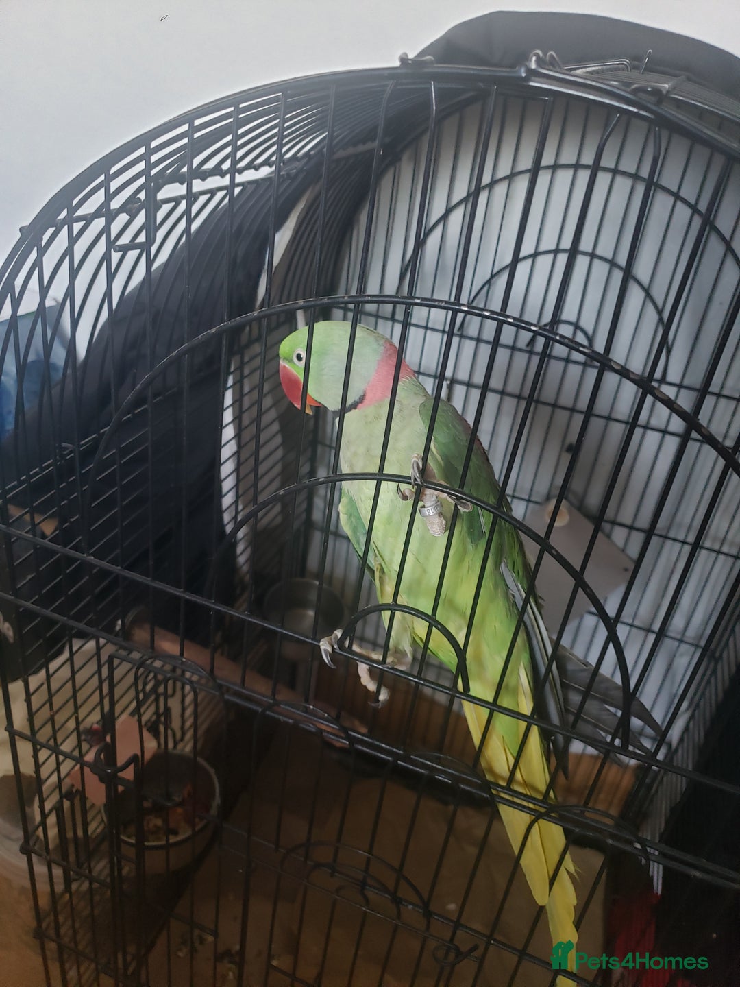 Parrots birds for sale: Parrot for sale - Advert 3