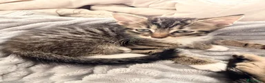 Egyptian Mau 1