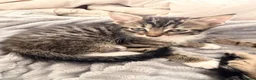 Egyptian Mau cats for sale: 1 Beautiful Male kittens - Advert 5