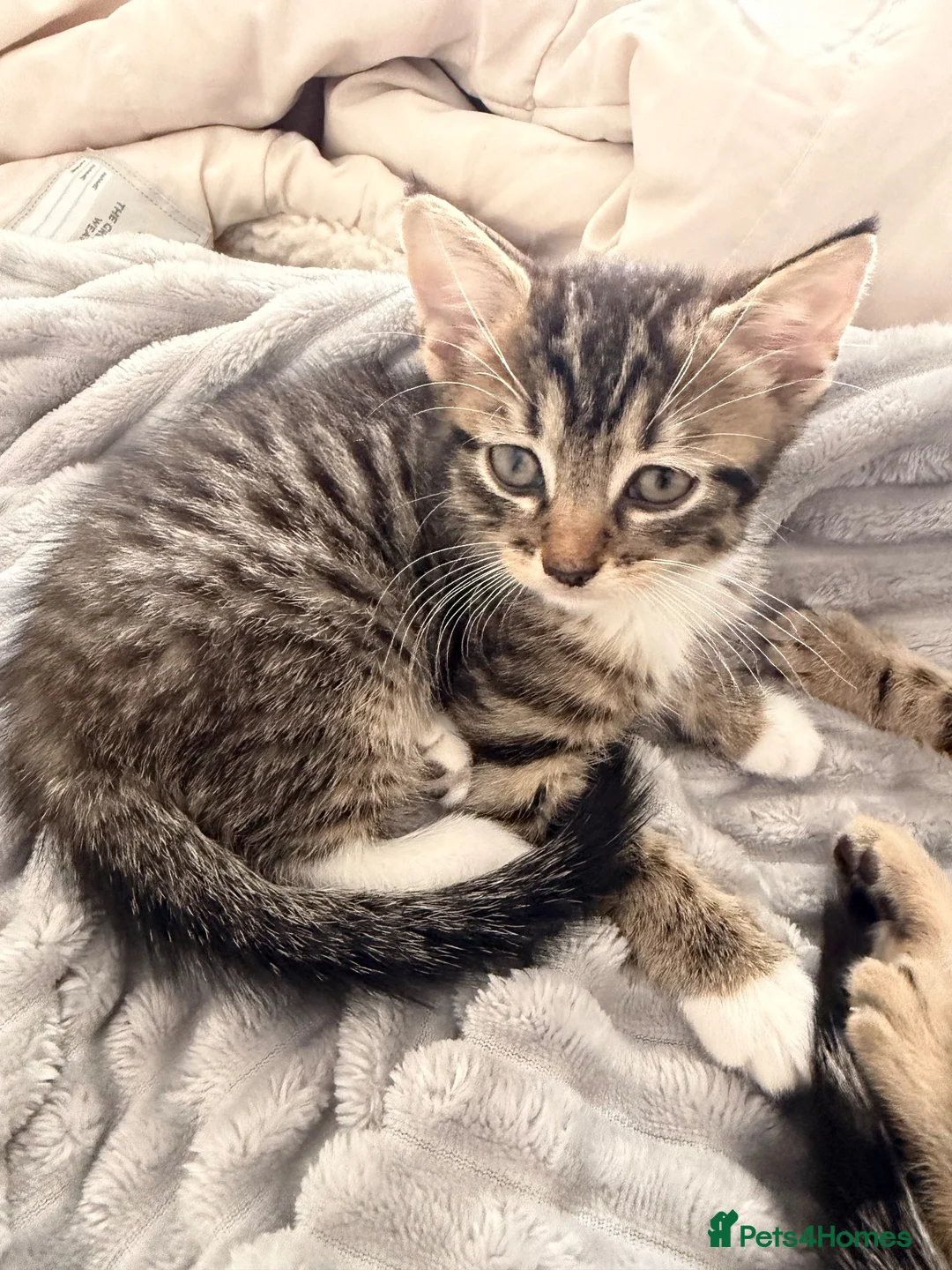 Egyptian Mau cats for sale: 1 Beautiful Male kittens - Advert 5