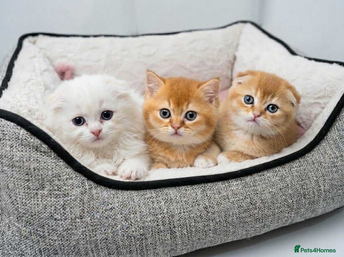 British Shorthair cats Last-Adorable Kitten Ready For Reservation  - Advert 4