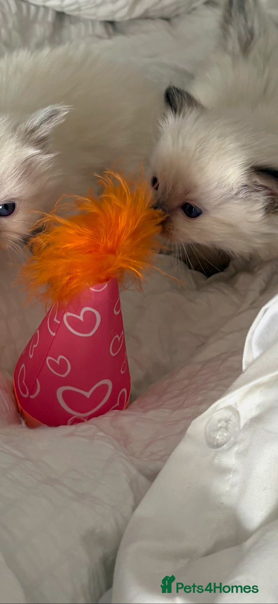 Ragdoll cats ❄️ GCCF kittens ready DEC ❄️ - Advert 18