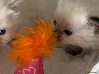 Ragdoll cats ❄️ GCCF kittens ready DEC ❄️ - Advert 18