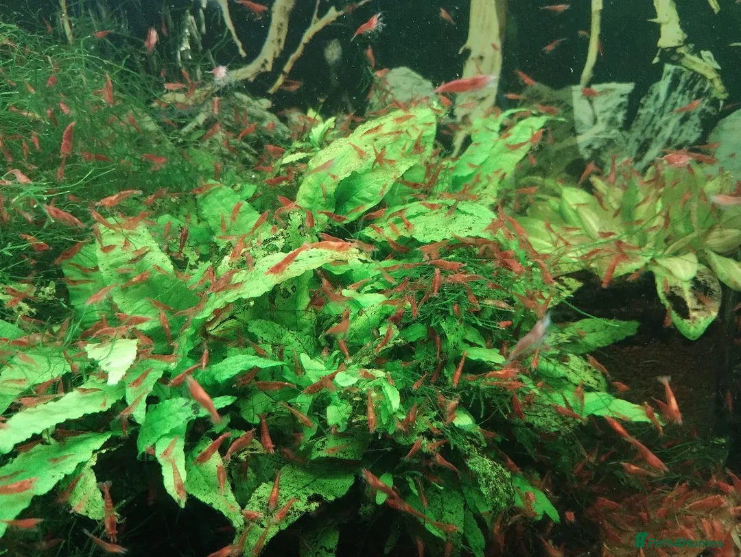 Shrimps fish for sale: Red cherry shrimps - Advert 4