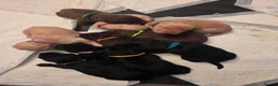 Labrador Retriever dogs for sale: Labrador Puppies  - Advert 5