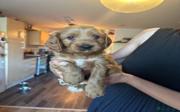 Cavapoo dogs for sale: King Charles Cavalier x Cavapoo - Image 23