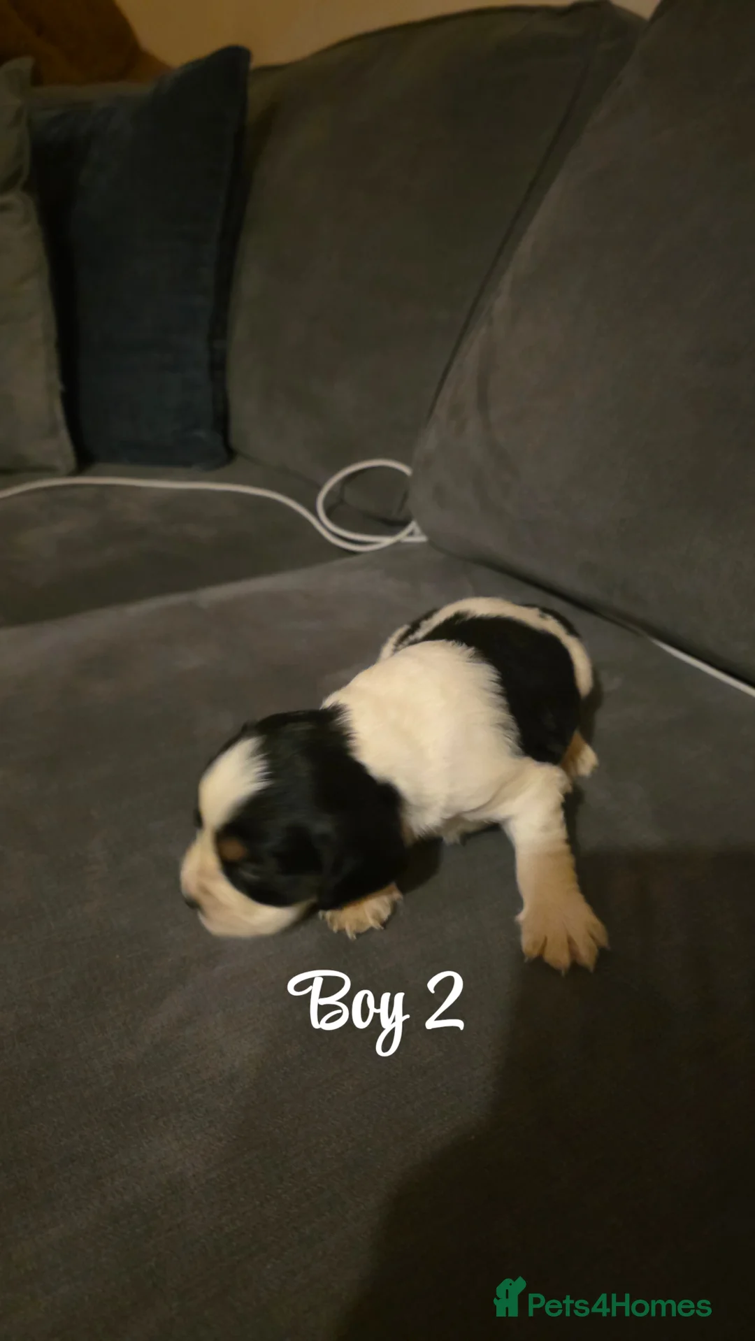 Mixed Breed dogs for sale: Beautiful Cocker x Collie pups - Advert 13