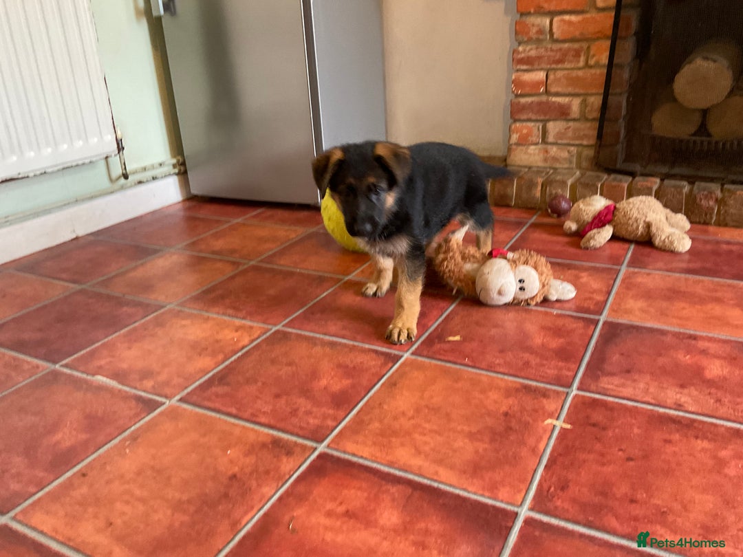 German Shepherd dogs for sale: 25 years experience  breeding German Shepherds - Image 14