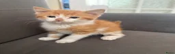 Mixed Breed cats for sale: Ginger Male Kitten - Advert 2