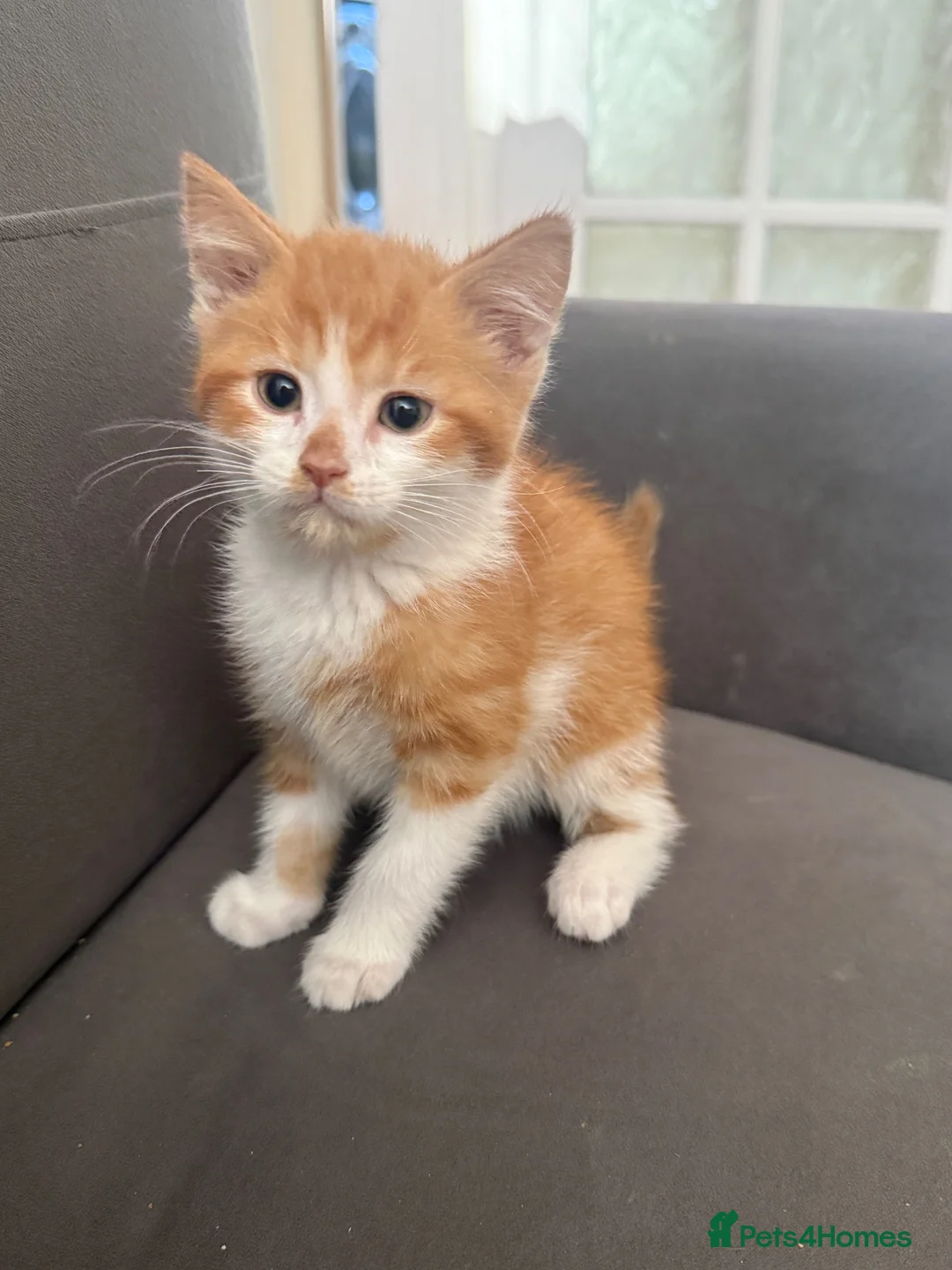 Mixed Breed cats for sale: Ginger Male Kitten - Advert 2