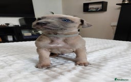 Whippet dogs for sale: Whippet pups  - Image 16