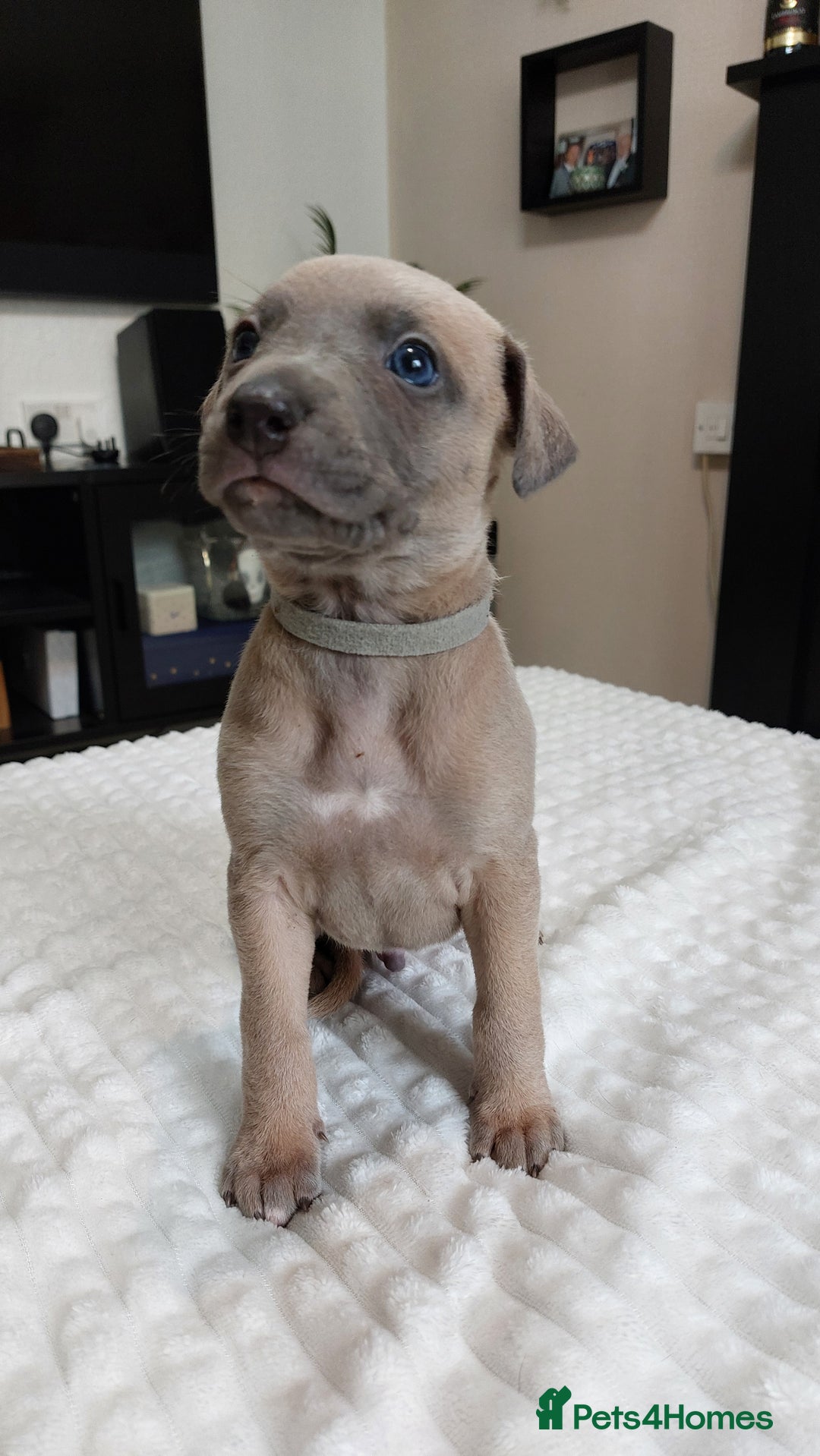 Whippet dogs for sale: Whippet pups  - Image 16
