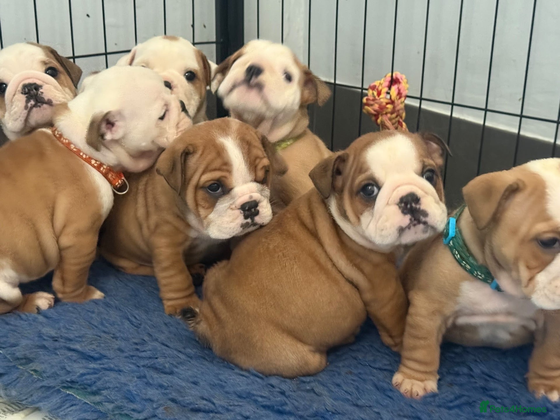 English Bulldog dogs Health tested Kc traditional red & white bulldogs - Advert 2