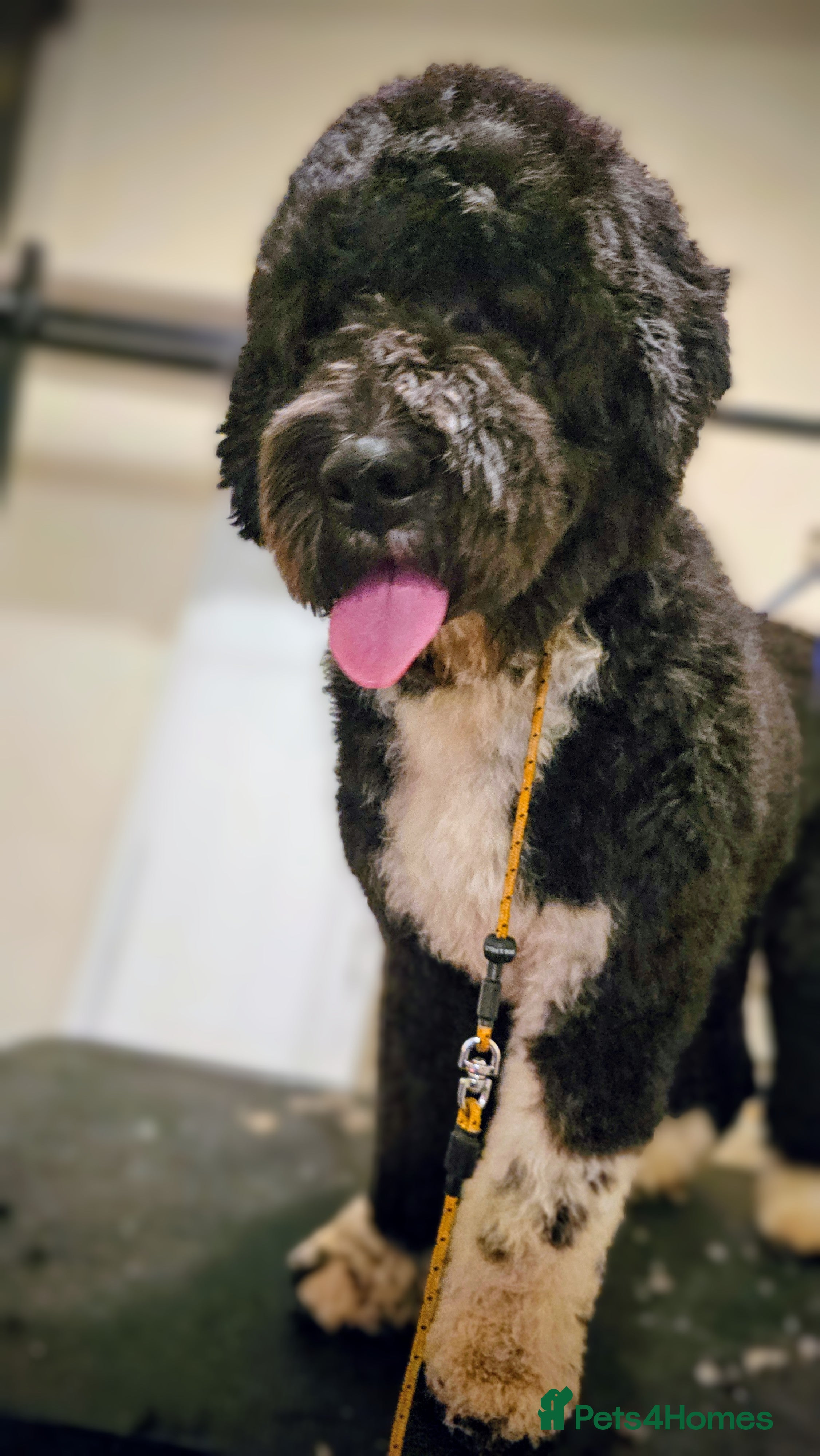 Newfypoo dogs 1yr old Newfypoo looking for his forever home - Advert 10