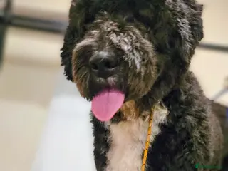 Newfypoo dogs 1yr old Newfypoo looking for his forever home - Advert 10