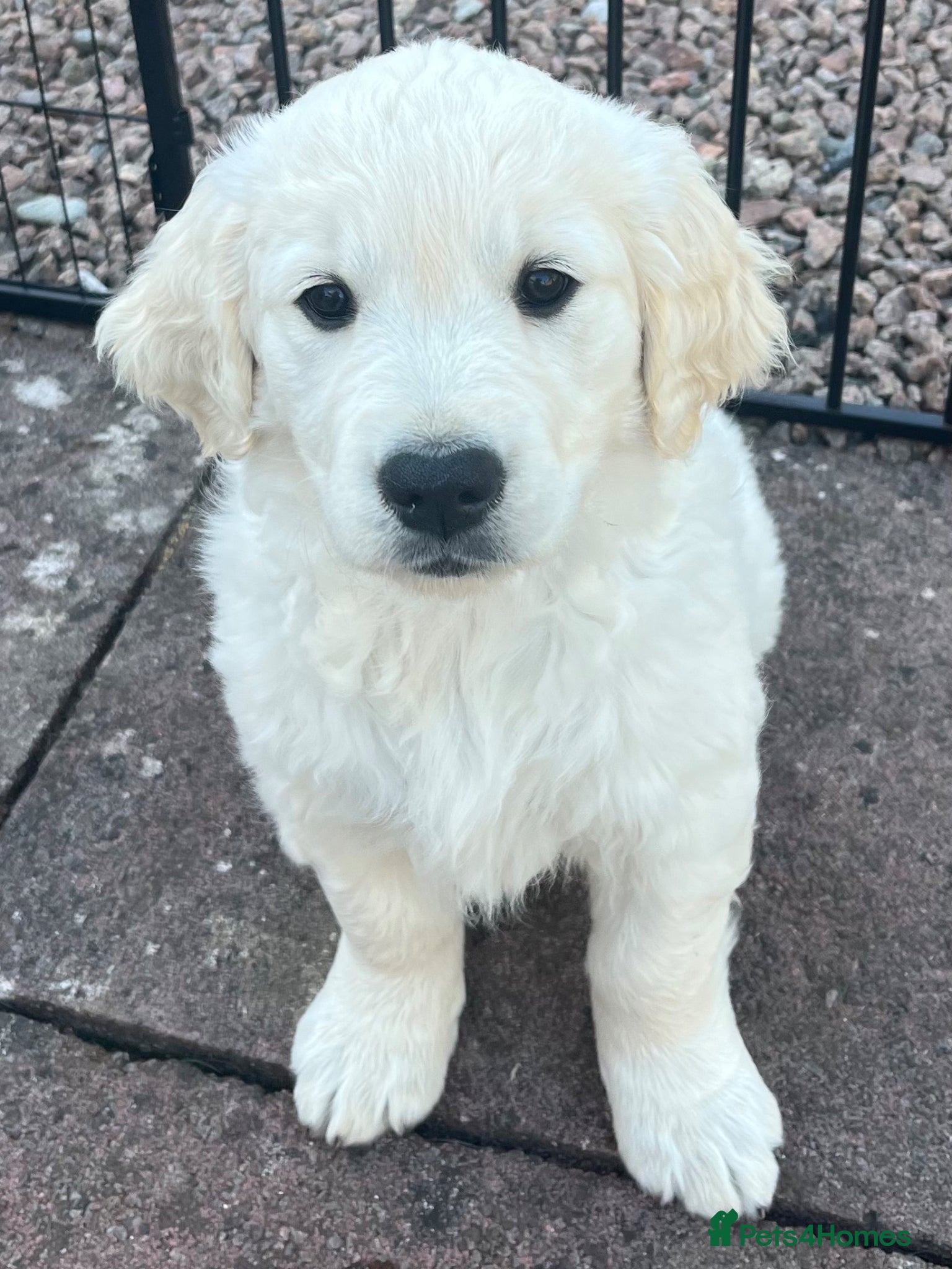 Golden Retriever dogs Golden Retriever Puppy - Advert 6
