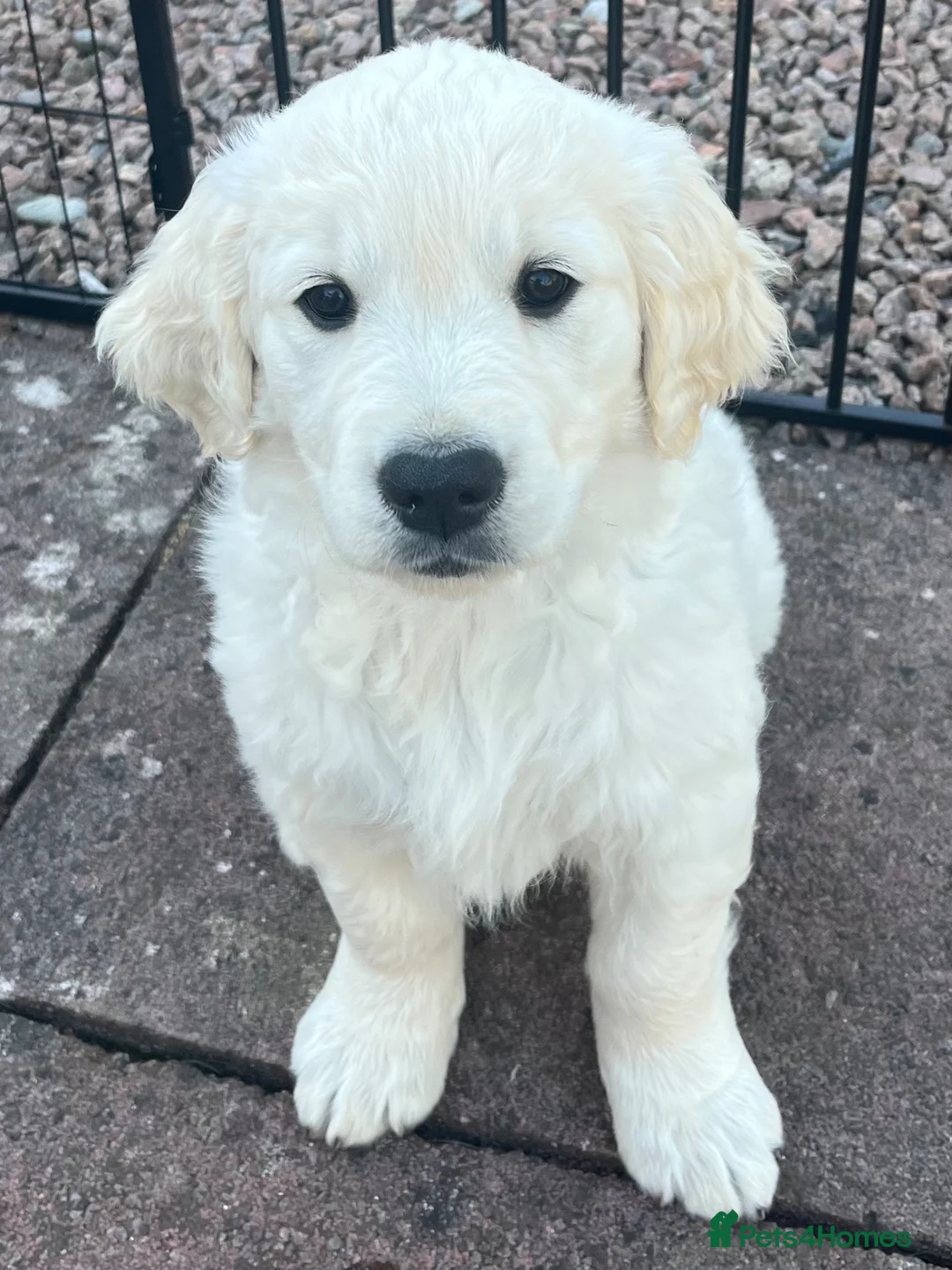 Golden Retriever dogs for sale: Golden Retriever Puppy in Montrose - Advert 1