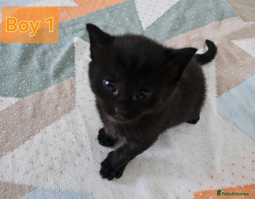 Mixed Breed cats for sale:  Kittens😹🐱😻collection on August 24 and 31. - Image 10
