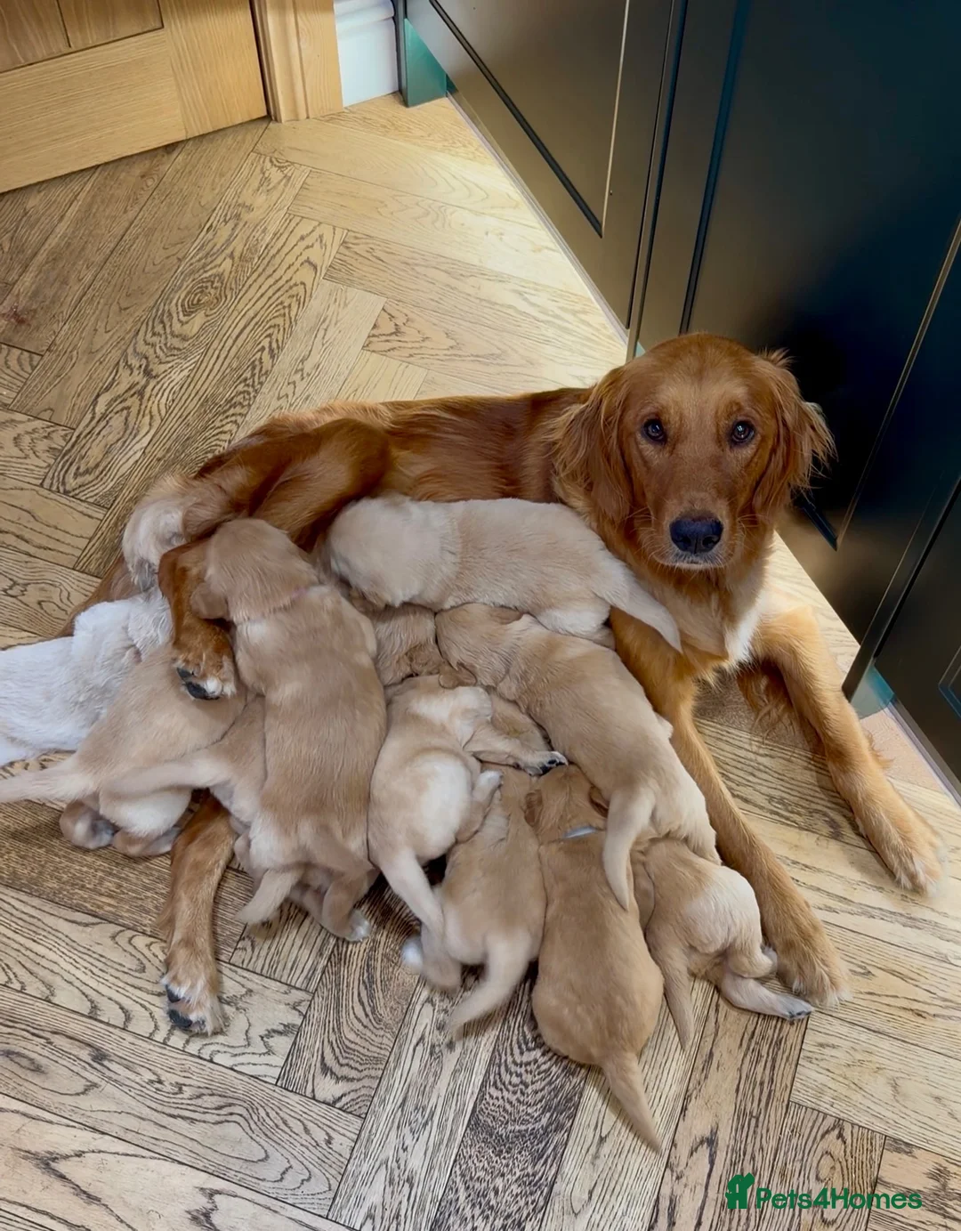 Golden Retriever dogs for sale: *Will negotiate* KC Registered Golden Retrievers  - Advert 2