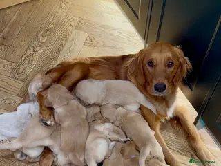 Golden Retriever dogs *Will negotiate* KC Registered Golden Retrievers - Advert 12