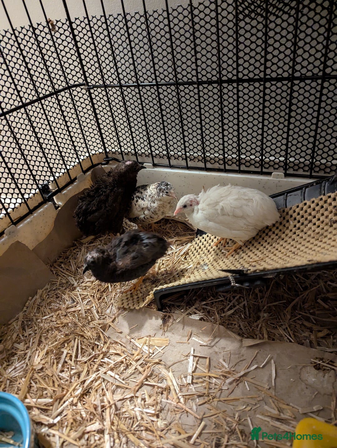 Quail poultry for sale: 7 Chinese Painted Quails (Button Quails) FREE - Image 1