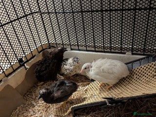 Quail poultry - Advert 10