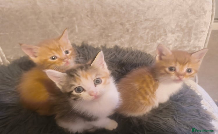 Maine Coon cats - Advert 4