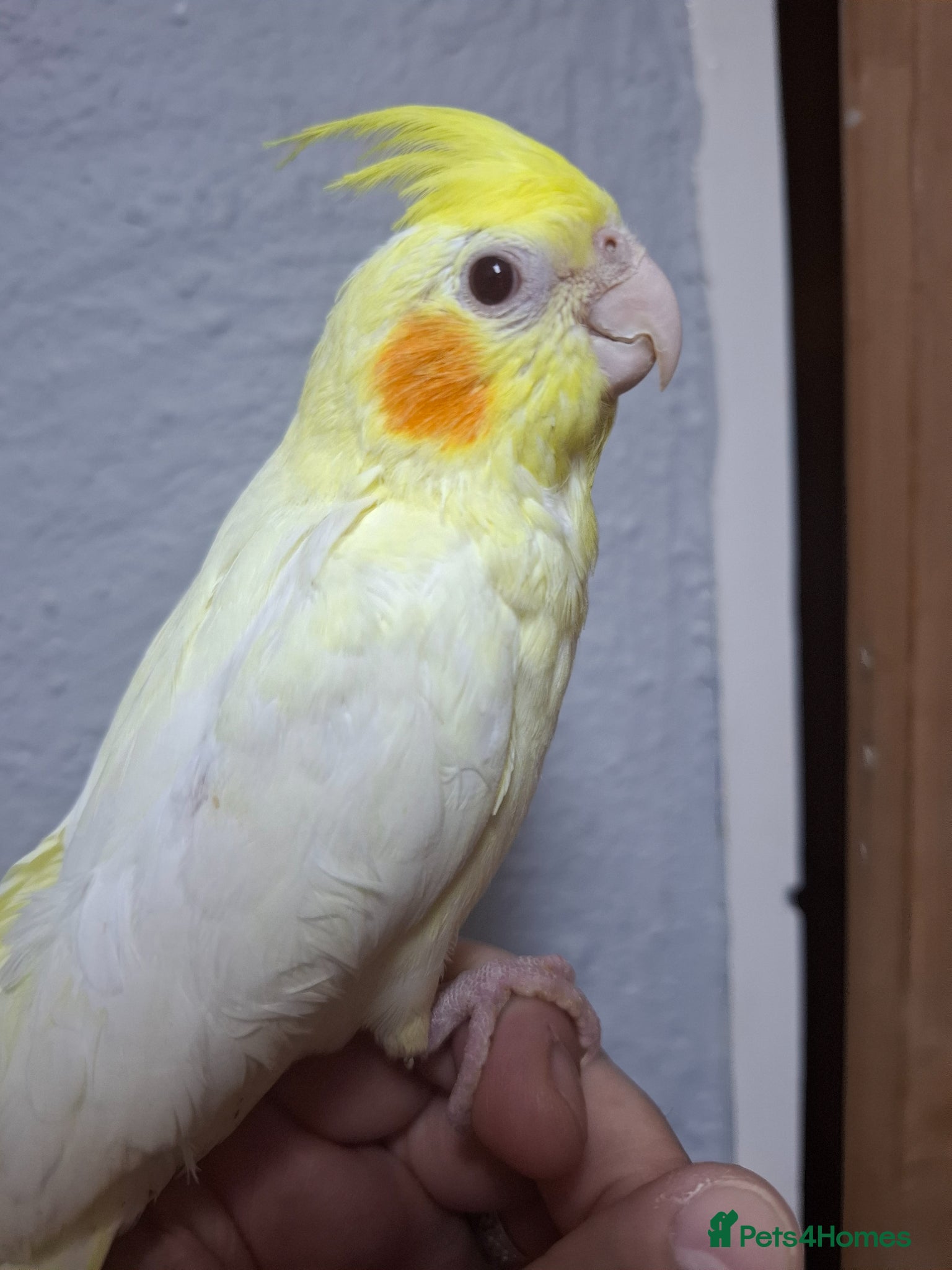 Cockatiels birds Hand Reared Cockatiel - Advert 2