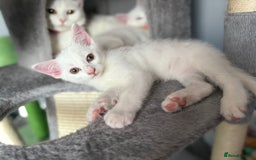 Turkish Angora cats for sale: Turkish Angora last 2 males left  - Image 2