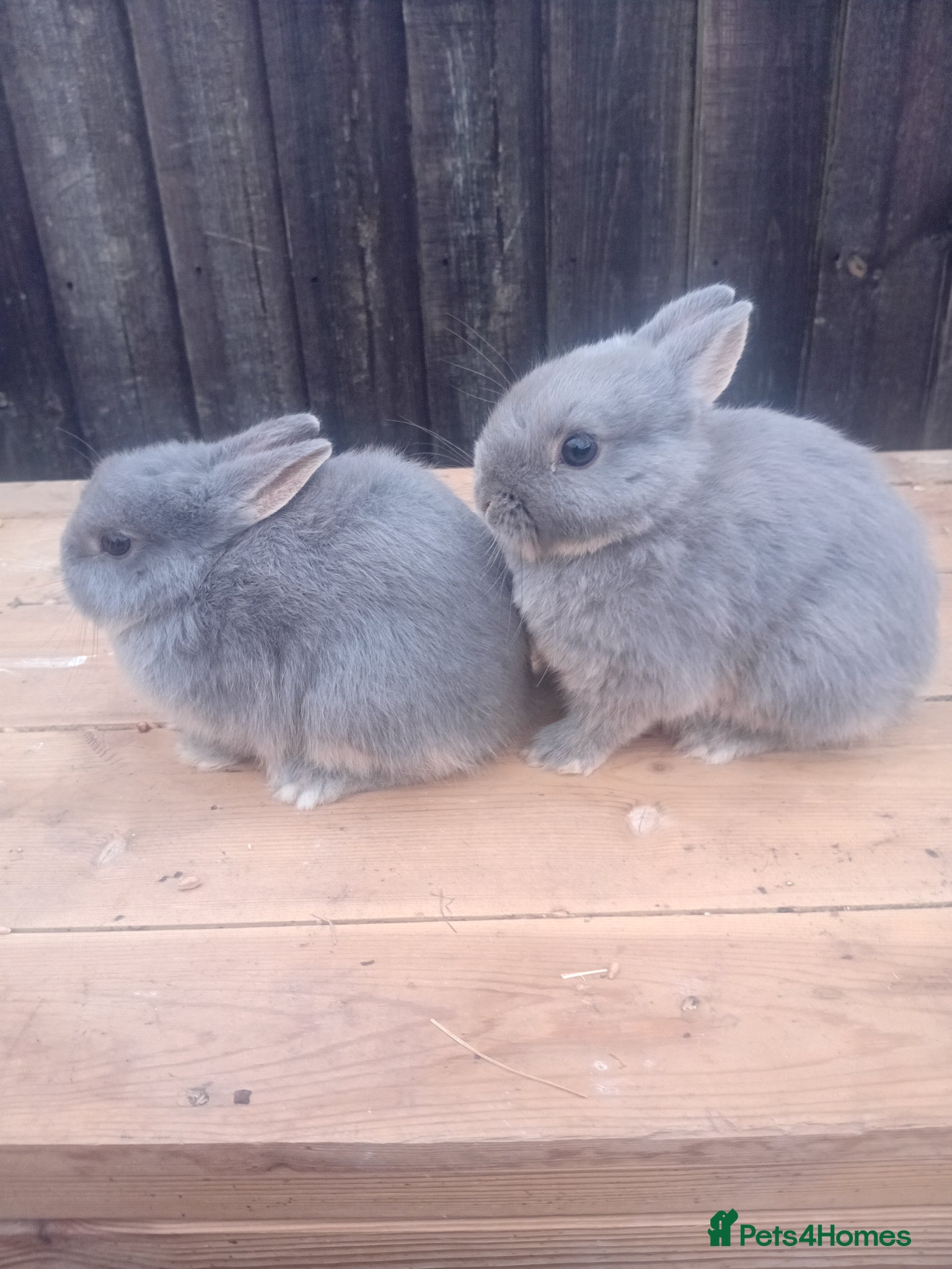 Netherland Dwarf rabbits Netherland dwarf babys  - Advert 2
