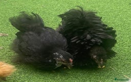 Chickens poultry for sale: Hen, POL Hens, Cockerels and chicks - Image 17