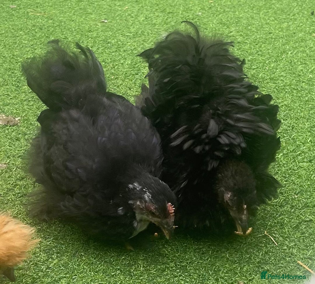 Chickens poultry for sale: Hen, POL Hens, Cockerels and chicks - Image 17
