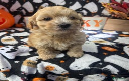 Maltipoo dogs for sale: F1 health tested toy (Asian) maltipoos🩷🩷 - Image 7