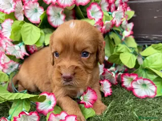 Cocker Spaniel dogs Cocker spaniel pups - Advert 12