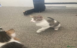 European cats for sale: 2 Adorable Kittens ready for their forever homes  - Image 10