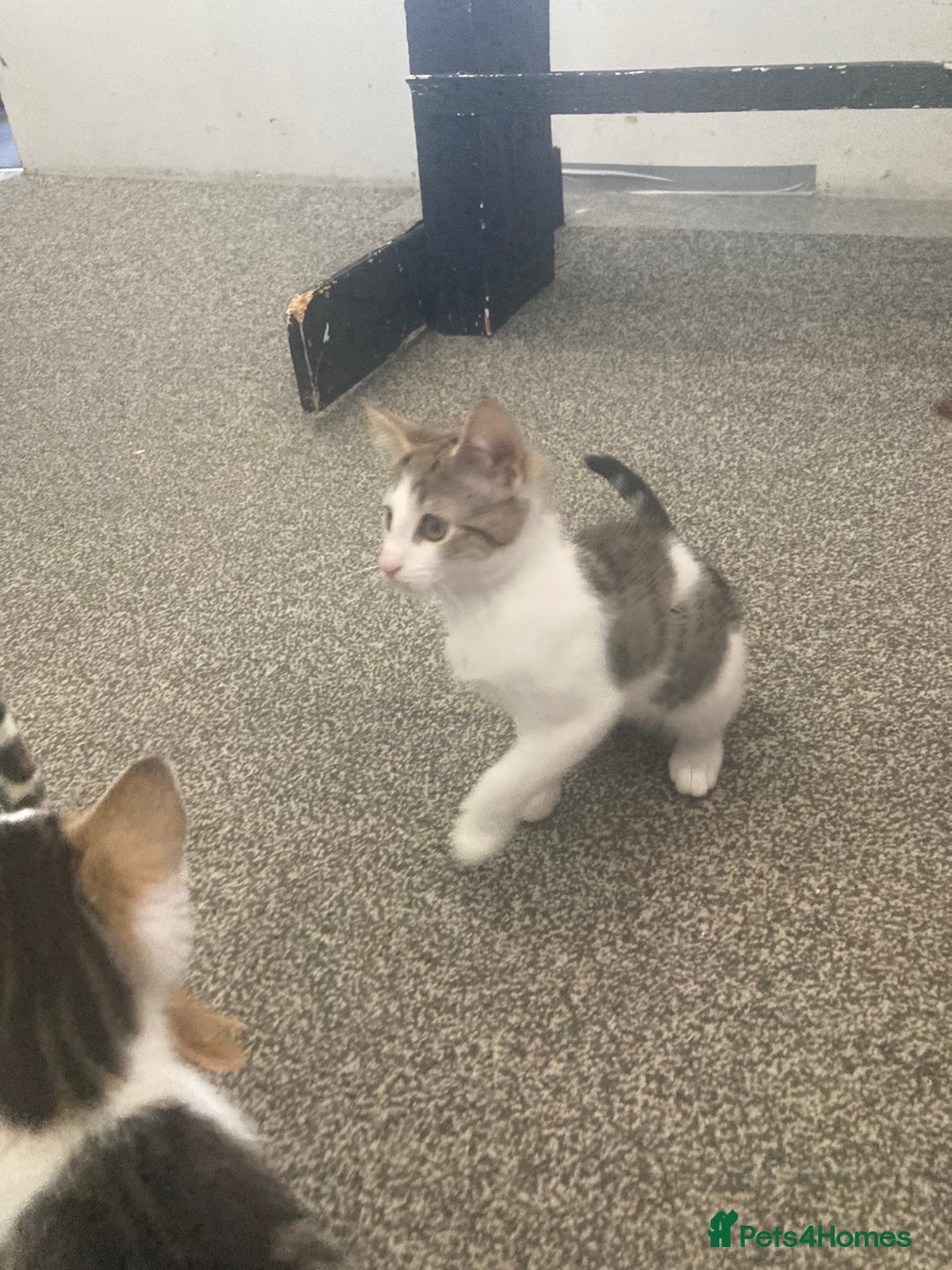 European cats for sale: 2 Adorable Kittens ready for their forever homes  - Image 10