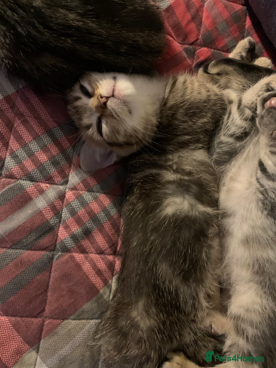 Munchkin cats for sale: Beautiful tabby kittens - Advert 6