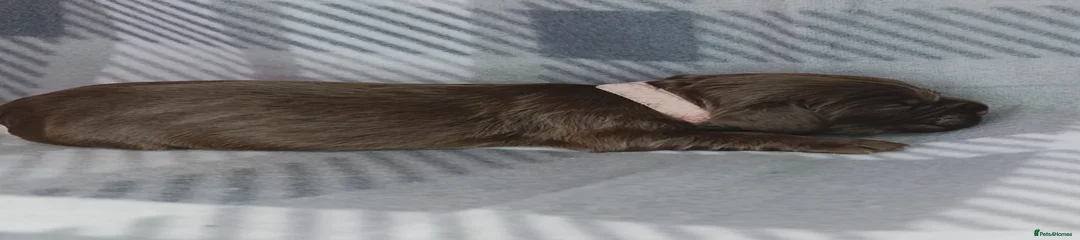 Chocolate female - Pink collar