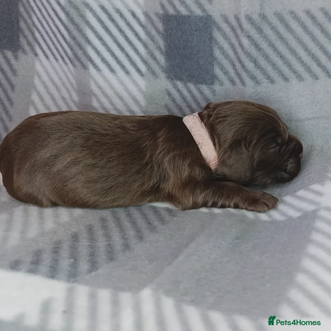 Cocker Spaniel dogs for sale: Show x Working Cocker Spaniels, HEALTH tested - Image 11