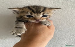 RagaMuffin cats for sale: Beautiful Ragdoll kittens  - Image 24