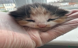 Mixed Breed cats for sale: Mixed breed kittens for sale - Advert 6