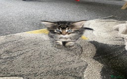 Mixed Breed cats for sale: Long haired tabby kittens  - Image 4