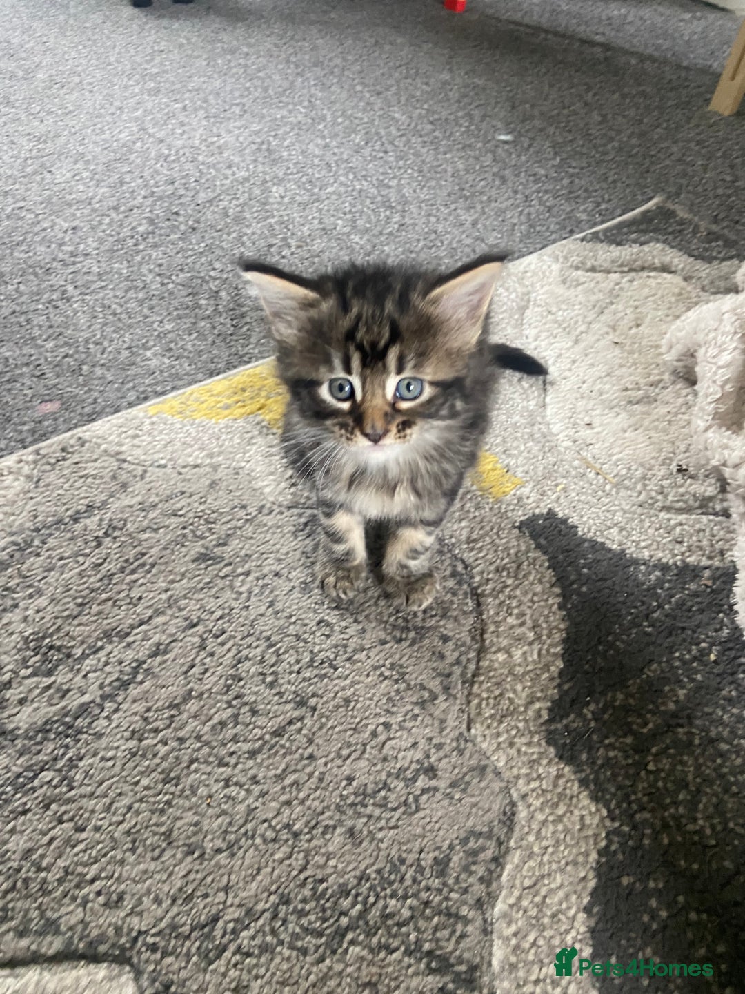 Mixed Breed cats for sale: Long haired tabby kittens  - Image 4