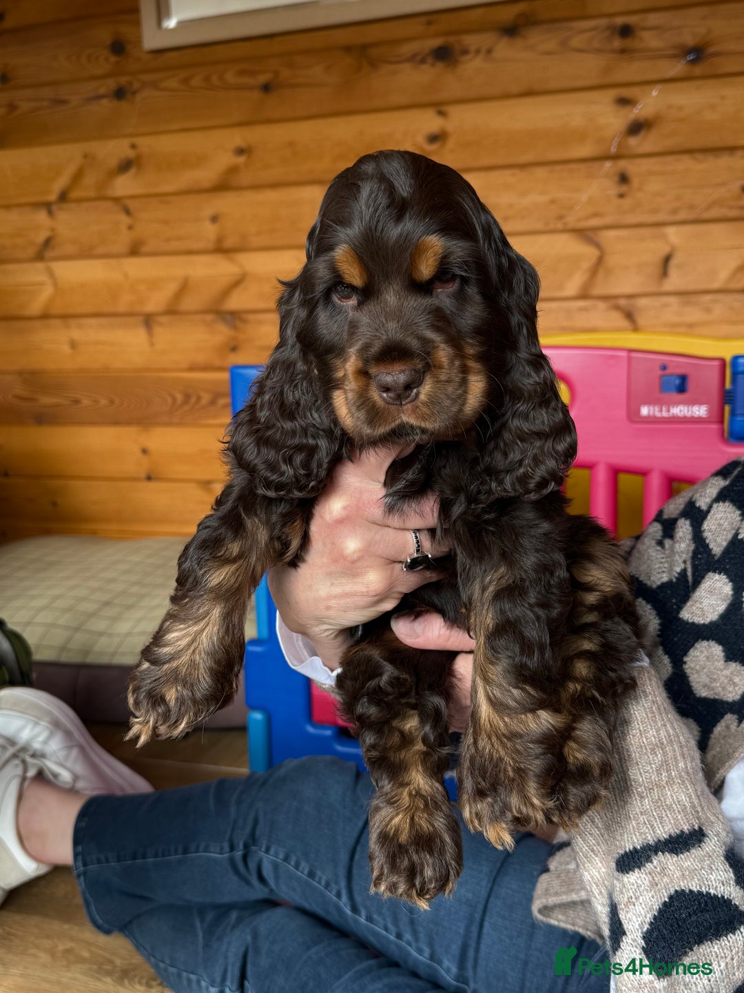 Roan Cocker Show Cocker Spaniel Temperament KC REGISTERED ORANGE